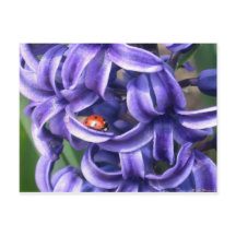 Hyacinthのてんとう虫
