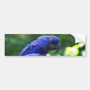 Hyacinthのコンゴウインコ バンパーステッカー