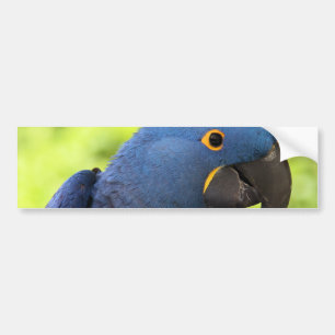 Hyacinthのコンゴウインコ バンパーステッカー