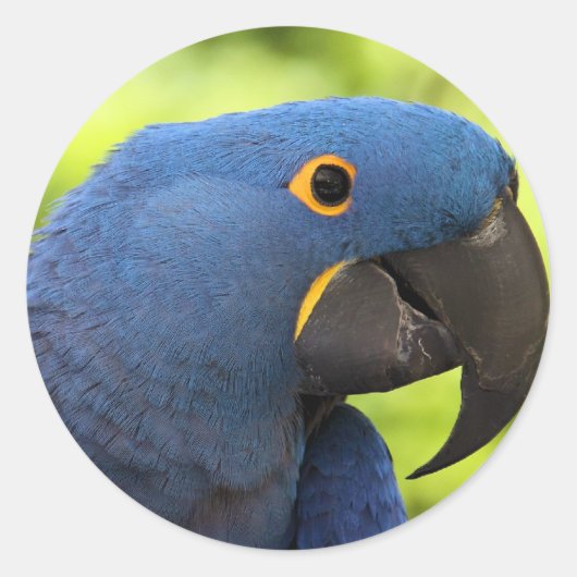 Hyacinthのコンゴウインコ ラウンドシール (正面)