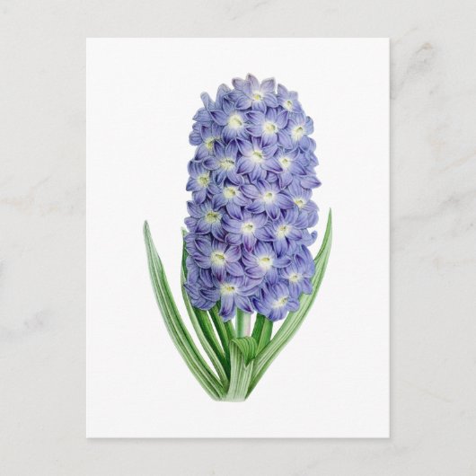 Hyacinth Vintage Botanical Postcard ポストカード (正面)