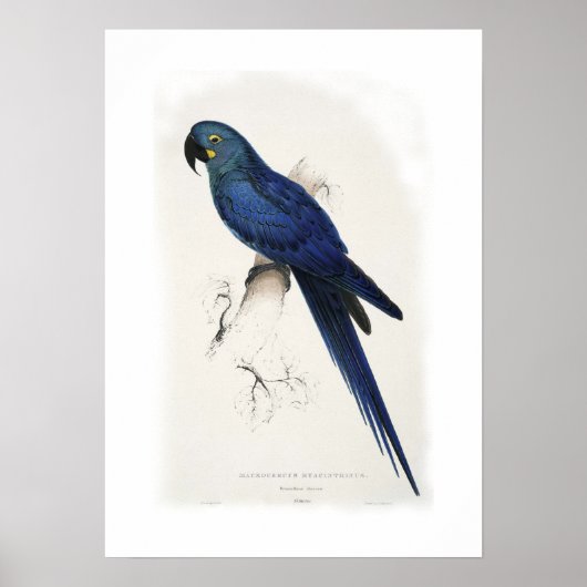 Hyacinthine macaw ポスター (正面)