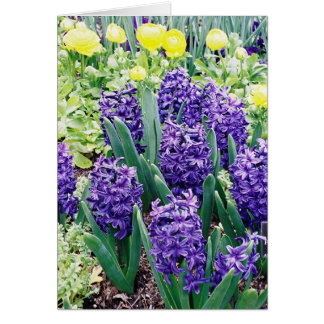 Hyacinthsおよびアフリカのチューリップ