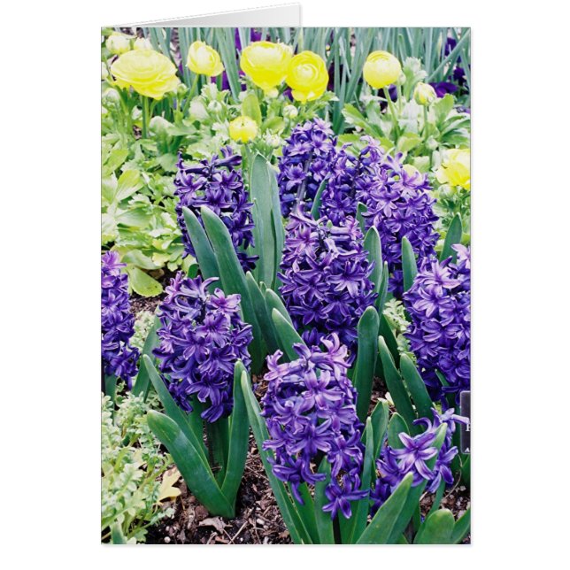 Hyacinthsおよびアフリカのチューリップ (正面)