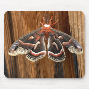 Hyalophoraのcecropiaガ マウスパッド