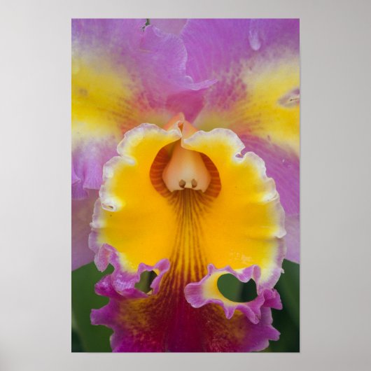 Hybrid orchid, Florida ポスター (正面)