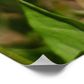 Hydaspe Fritillary on Purple Aster Flowers ポスター (角)