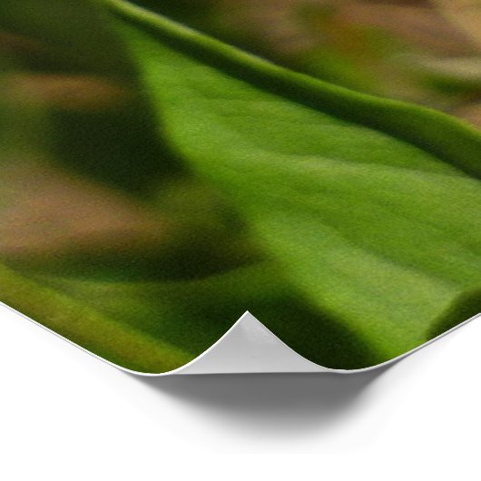 Hydaspe Fritillary on Purple Aster Flowers ポスター (角)