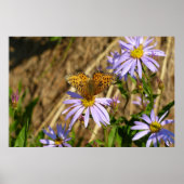 Hydaspe Fritillary on Purple Aster Flowers ポスター (正面)
