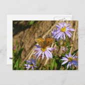 Hydaspe Fritillary on Purple Aster Flowers ポストカード (正面/裏面)