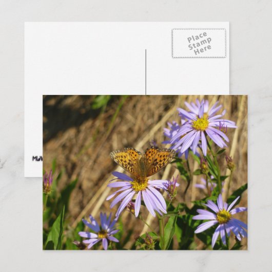 Hydaspe Fritillary on Purple Aster Flowers ポストカード (正面/裏面)
