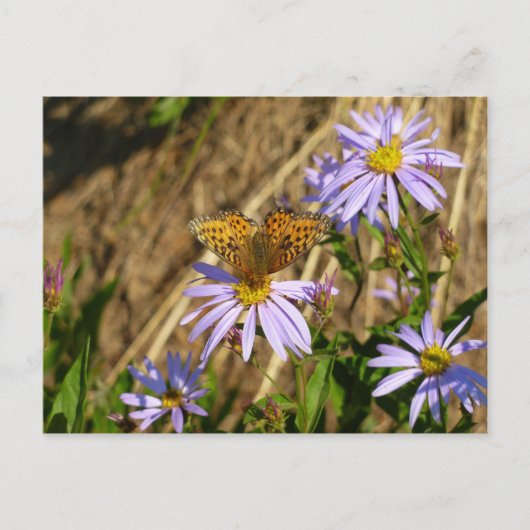 Hydaspe Fritillary on Purple Aster Flowers ポストカード (正面)