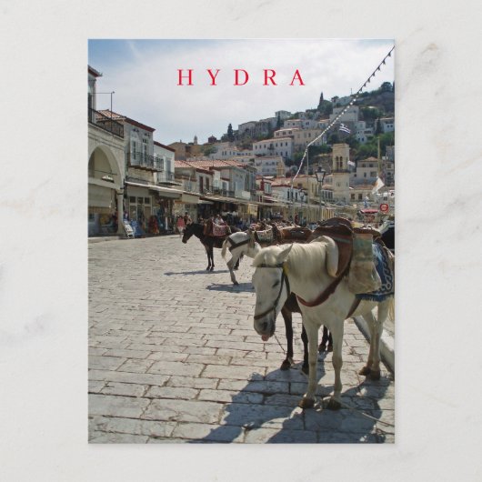 hydra island horsesビューハガキ ポストカード (正面)