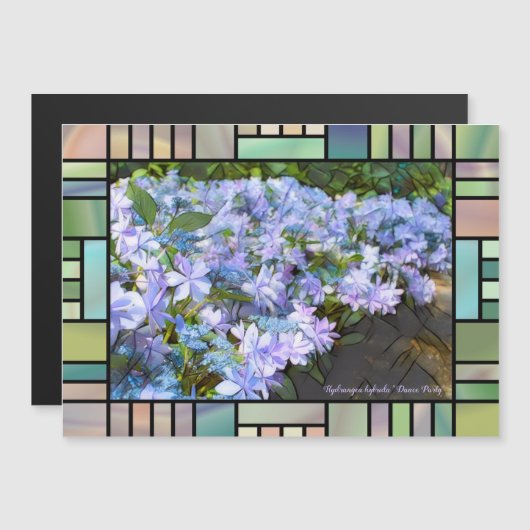 Hydrangea (正面/裏面)