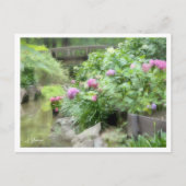 Hydrangea ポストカード (正面)