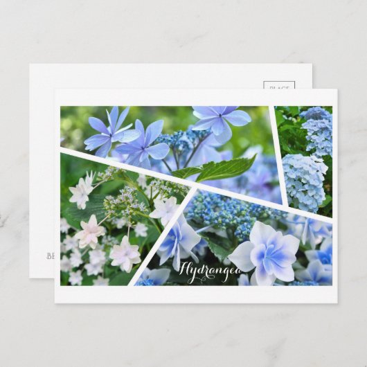 Hydrangea ポストカード (正面/裏面)