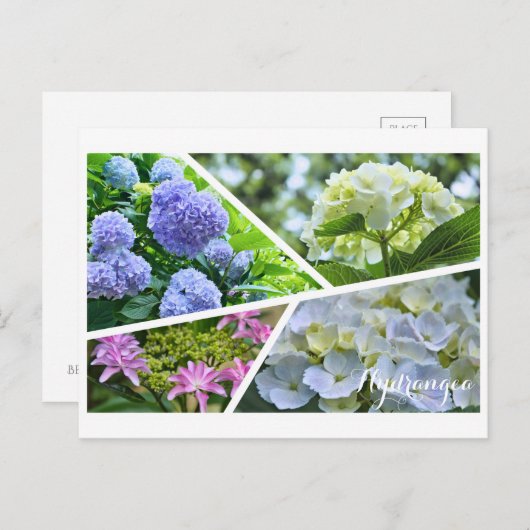 Hydrangea ポストカード (正面/裏面)