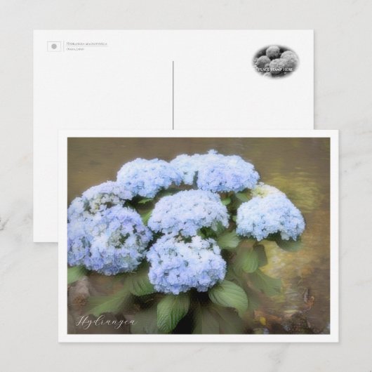 Hydrangea ポストカード (正面/裏面)