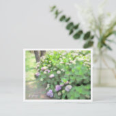 Hydrangea ポストカード (スタンド正面)