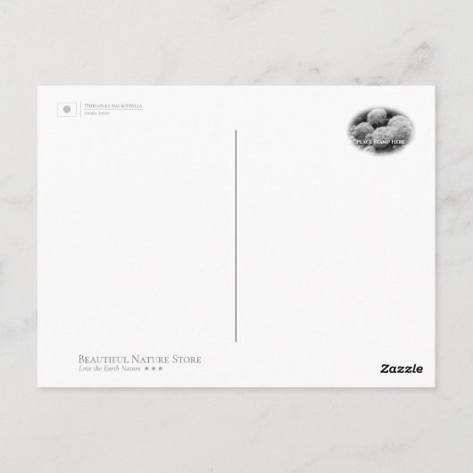 Hydrangea ポストカード (裏面)