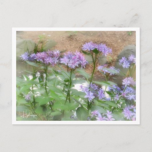 Hydrangea ポストカード (正面)