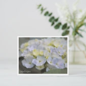 Hydrangea ポストカード (スタンド正面)