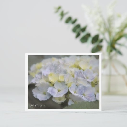 Hydrangea ポストカード (スタンド正面)