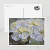 Hydrangea ポストカード (正面/裏面)