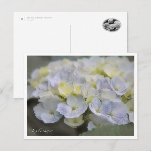 Hydrangea ポストカード (正面/裏面)