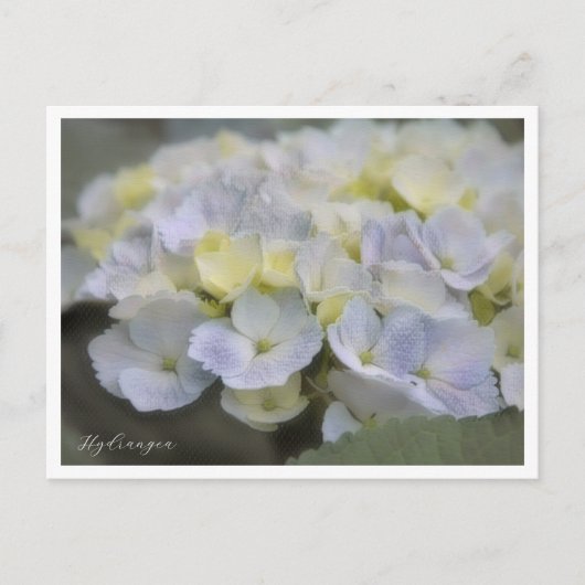 Hydrangea ポストカード (正面)