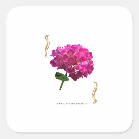 Hydrangea Bloom – Vintage Botanical Fuchsia スクエアシール (正面)