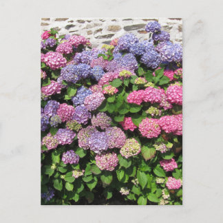 Hydrangea bush Postcard ポストカード