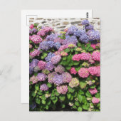 Hydrangea bush Postcard ポストカード (正面/裏面)