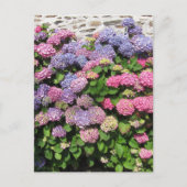 Hydrangea bush Postcard ポストカード (正面)