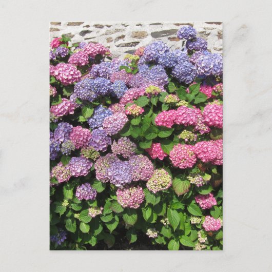 Hydrangea bush Postcard ポストカード (正面)