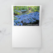 Hydrangea [Greeting Card] カード (内部)