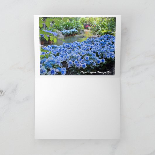 Hydrangea [Greeting Card] カード (内部)