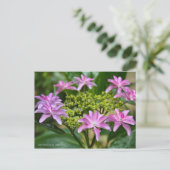 Hydrangea hybrida 'Dance Party' [Postcard] ポストカード (スタンド正面)