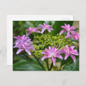Hydrangea hybrida 'Dance Party' [Postcard] ポストカード (正面/裏面)