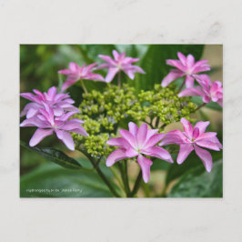 Hydrangea hybrida 'Dance Party' [Postcard] ポストカード