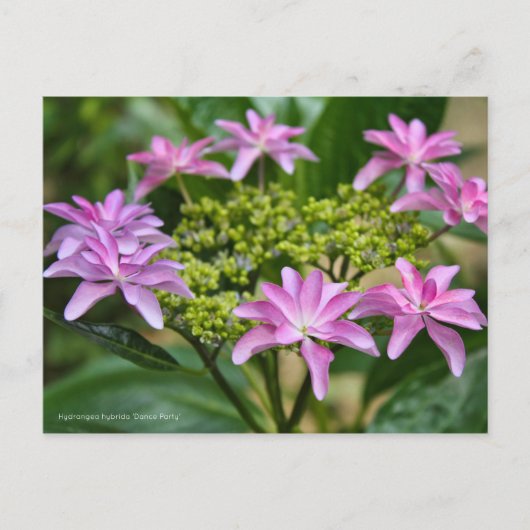 Hydrangea hybrida 'Dance Party' [Postcard] ポストカード (正面)