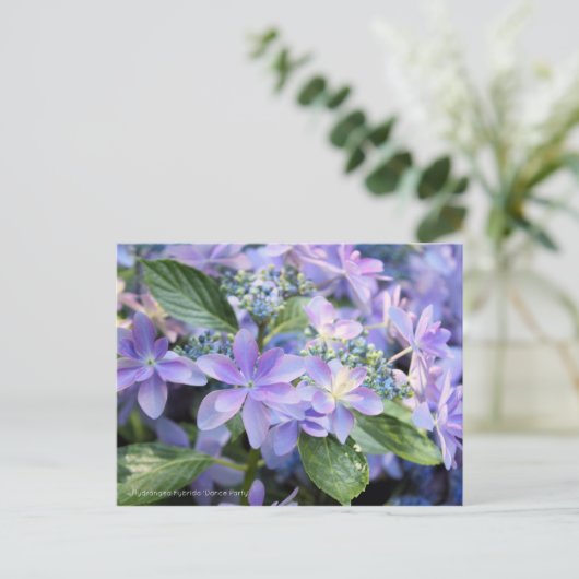 Hydrangea hybrida 'Dance Party' [Postcard] ポストカード (スタンド正面)
