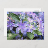 Hydrangea hybrida 'Dance Party' [Postcard] ポストカード (正面/裏面)