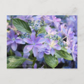 Hydrangea hybrida 'Dance Party' [Postcard] ポストカード (正面)