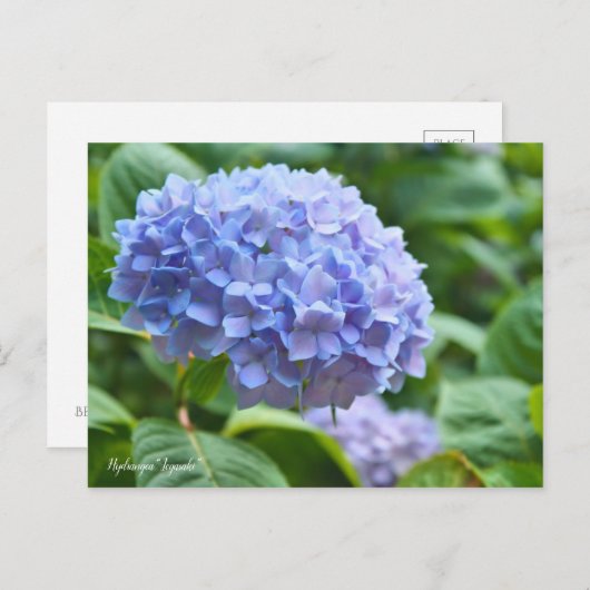 Hydrangea “Jogasaki” ポストカード (正面/裏面)