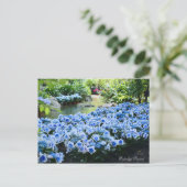 Hydrangea 'Konpeito' [Postcard] ポストカード (スタンド正面)