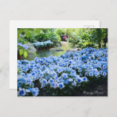 Hydrangea 'Konpeito' [Postcard] ポストカード (正面/裏面)