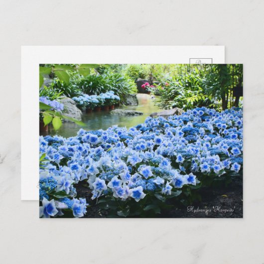 Hydrangea 'Konpeito' [Postcard] ポストカード (正面/裏面)