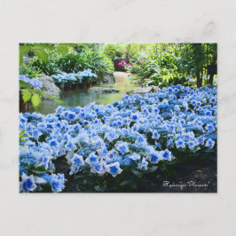 Hydrangea 'Konpeito' [Postcard] ポストカード