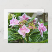 Hydrangea 'Konpeito' [Postcard] ポストカード (正面/裏面)